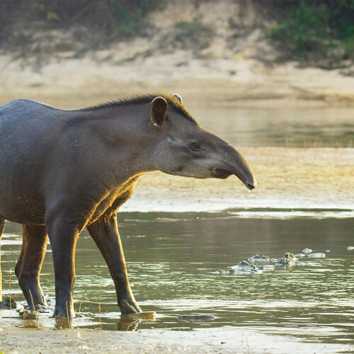 A South African Tapir stands in ankle deep water and looks towards the left.