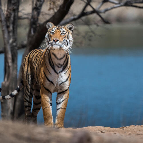 A female Bengal tiger stands regally in front of a lake in India.