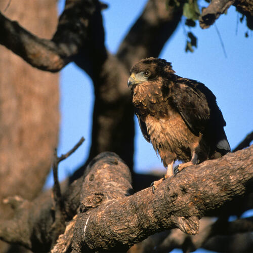 A martial eagle perches in a tree in Botswana.