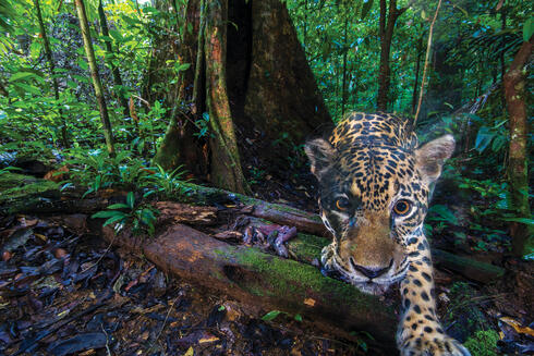 Jaguar captured looking at camera trap