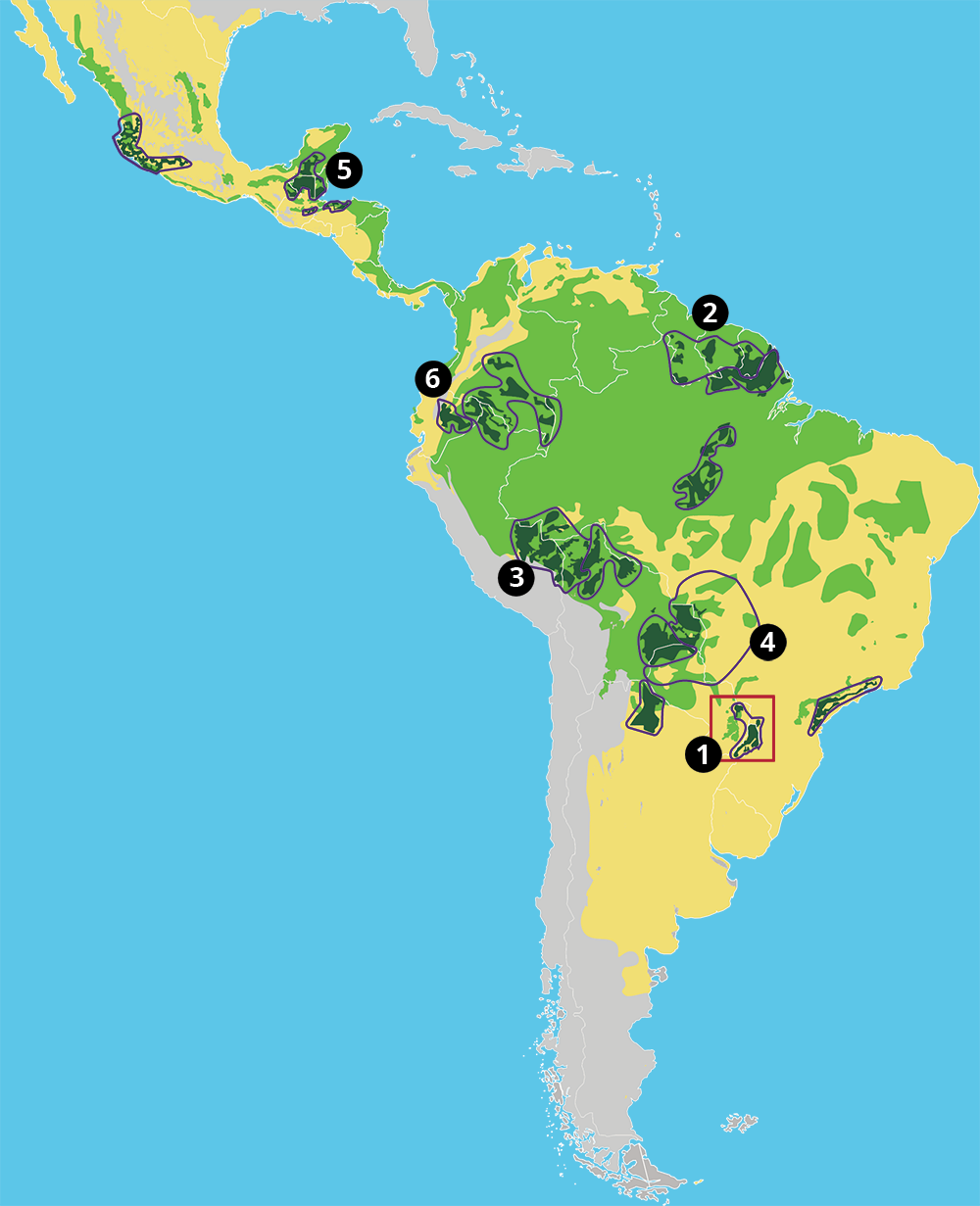 Where Do Jaguars Live? - WorldAtlas