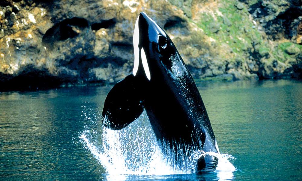 Wild_Alaska_Orca_Travel_8.22.2012 | Photos | WWF