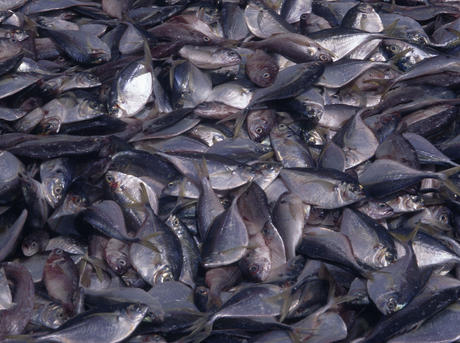 What are some of the problems with overfishing?