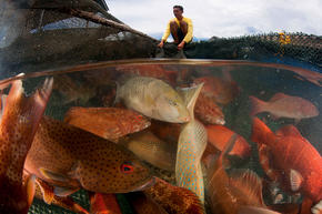 Caged fish part of the live reef fish trade in Sabah, Malaysia.