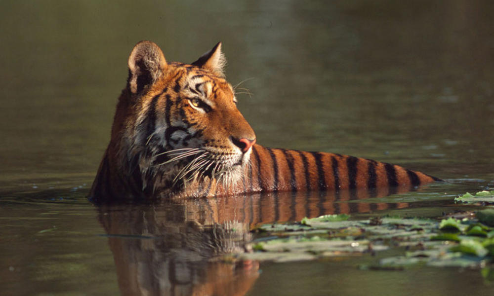 Tiger
