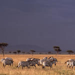 Zebra migration in the Masai Mara National Reserve, Kenya