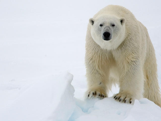 polar bears behaviors