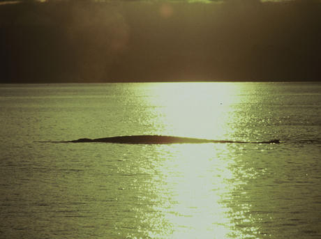 Blue whale at sunset