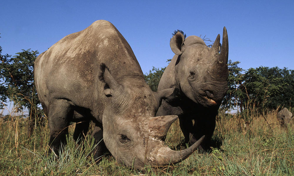 Rhinos in South Africa