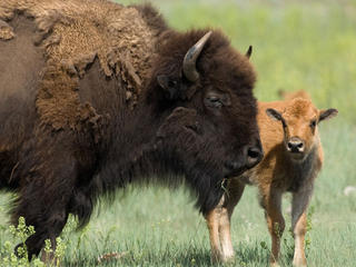 American bison with calf