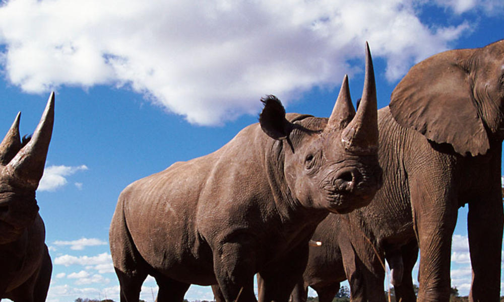 African elephant and rhinos