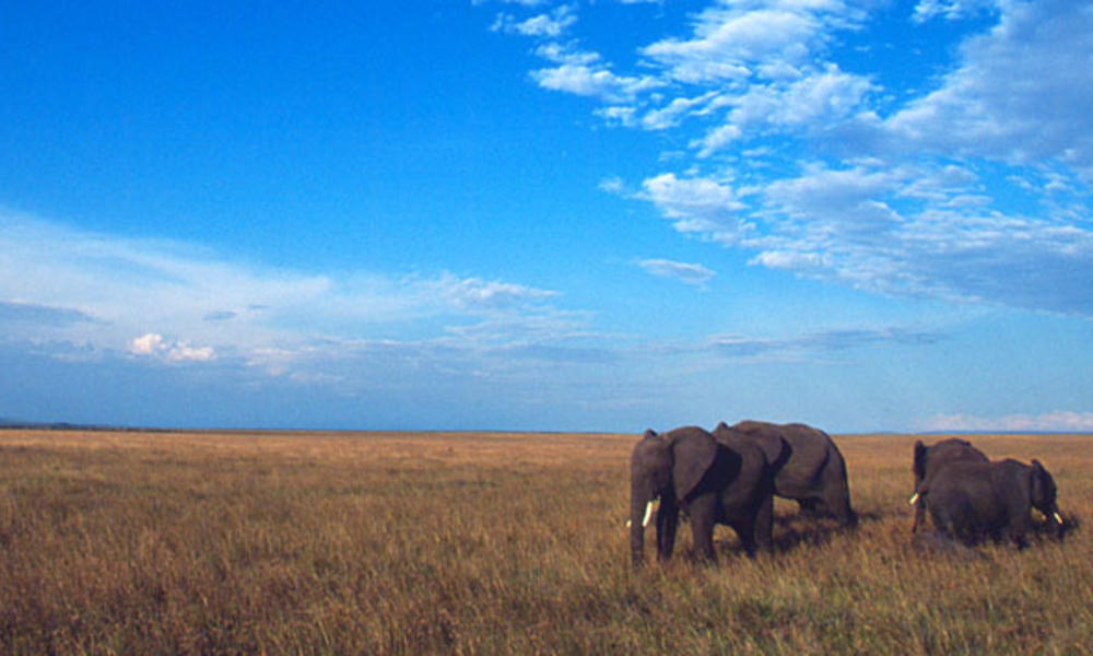 African elephants
