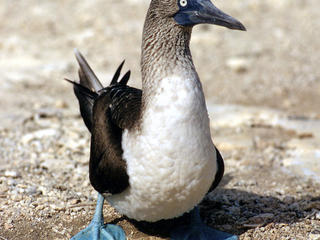 Bluefootedbooby_7813