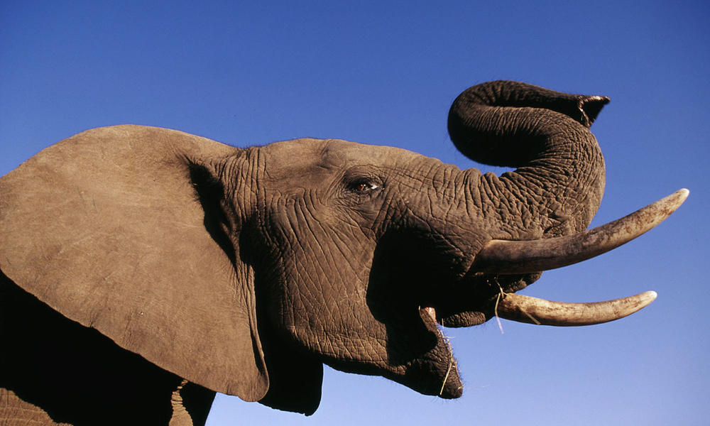 African elephant