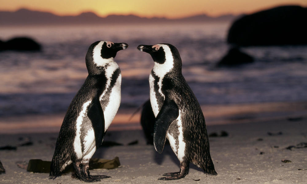 penguin-photos-wwf