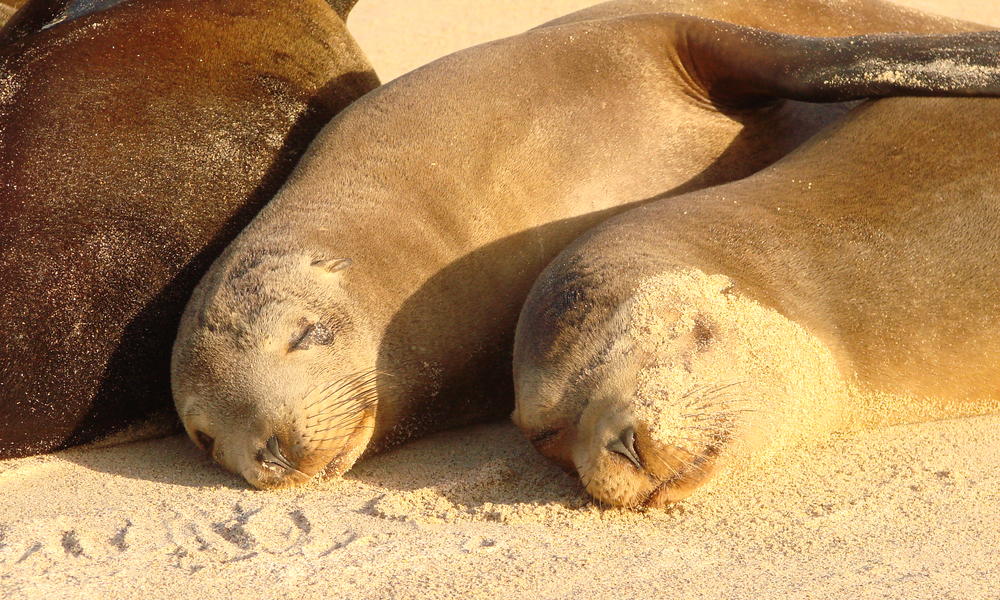 Sea lions_Beach_Galapagos_Story Photos WWF