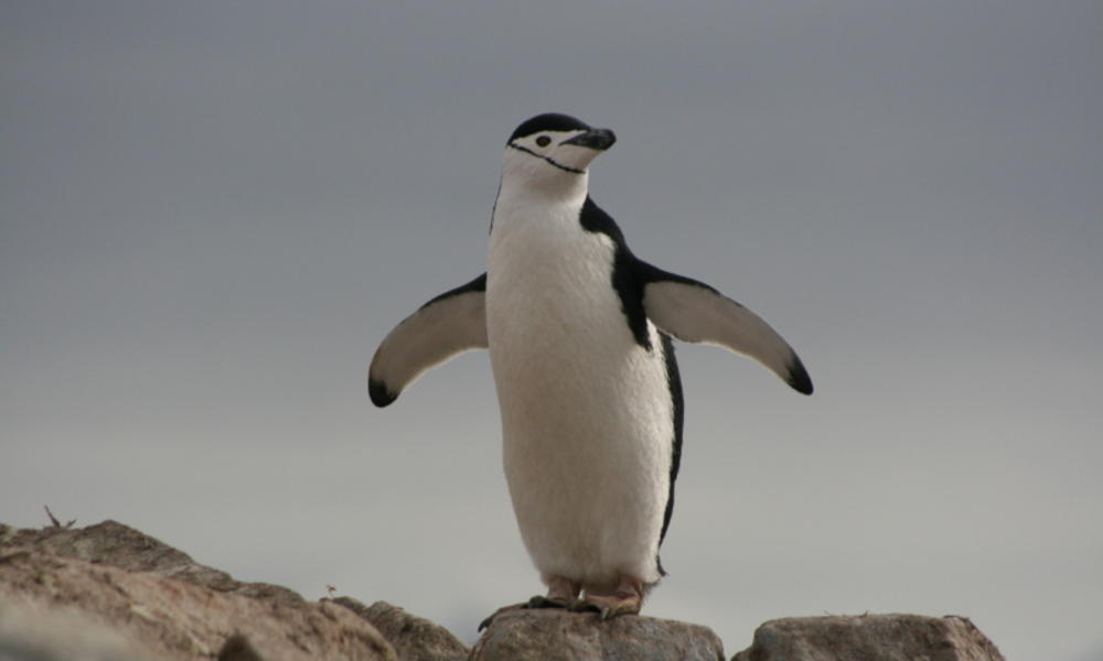 Penguin_Circle