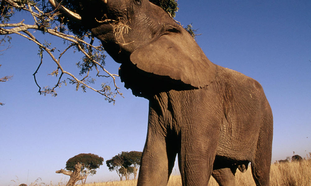 African savanna elephant
