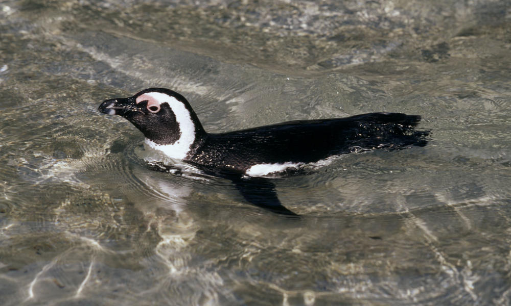 Penguin