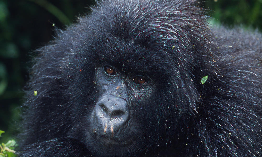 Mountain Gorilla