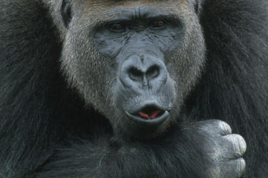 Moutain gorilla carousel image2 111938