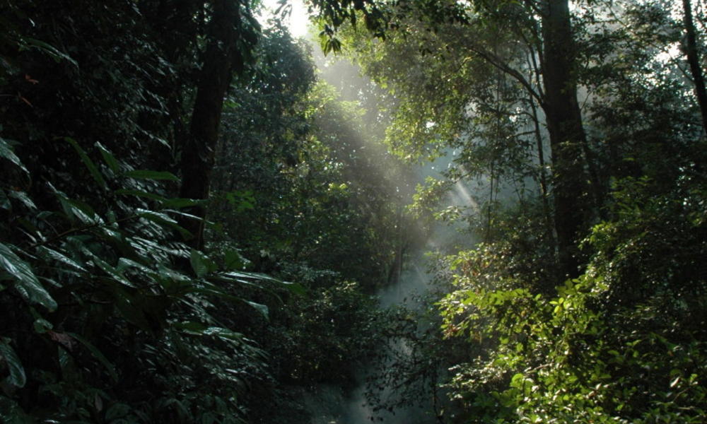 tropical forest  Sumatra  247690 Photos WWF