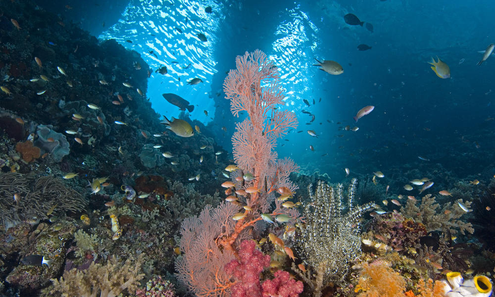 Monitoring Coral Reef Health In Indonesia