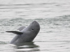 Irrawaddy Dolphin