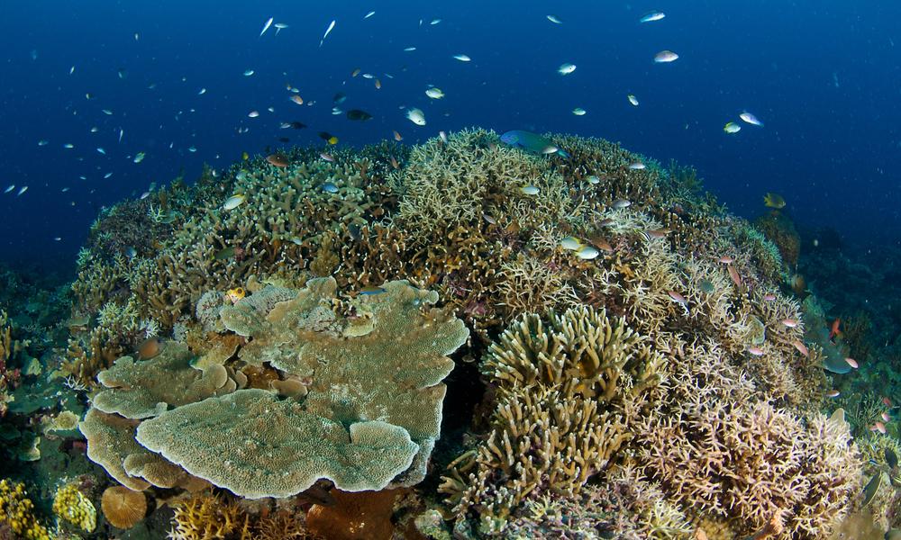 coral reef