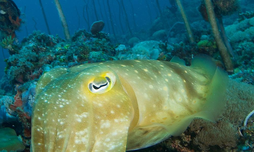 cuttlefish