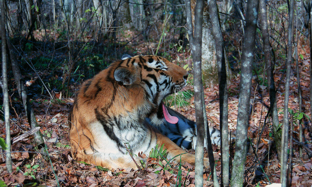 New Transboundary Corridor Established for Tigers | Stories | WWF