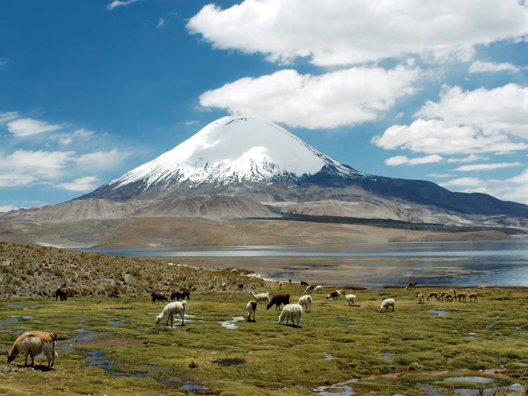 The Places You'll Go: Lauca National Park | Blog Posts | WWF