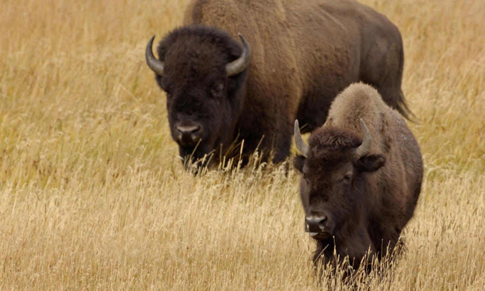 animals-of-the-northern-great-plains-stories-wwf