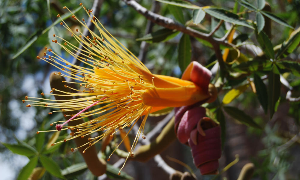 Reniala Reserve, Spiny Forest, Madagascar