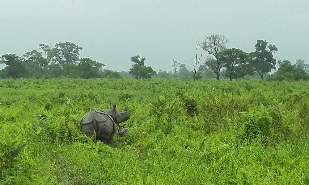 Rhino and calf Manas