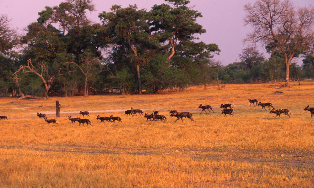 African wild dog ecosystem