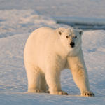 Polar Bear Image
