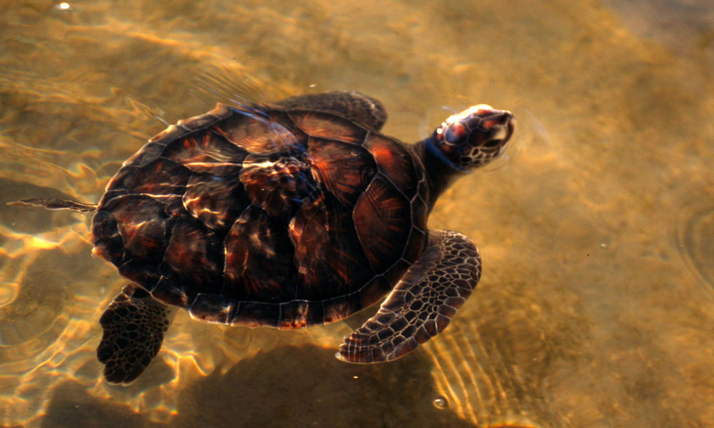 Loggerhead turtle in Mozambique