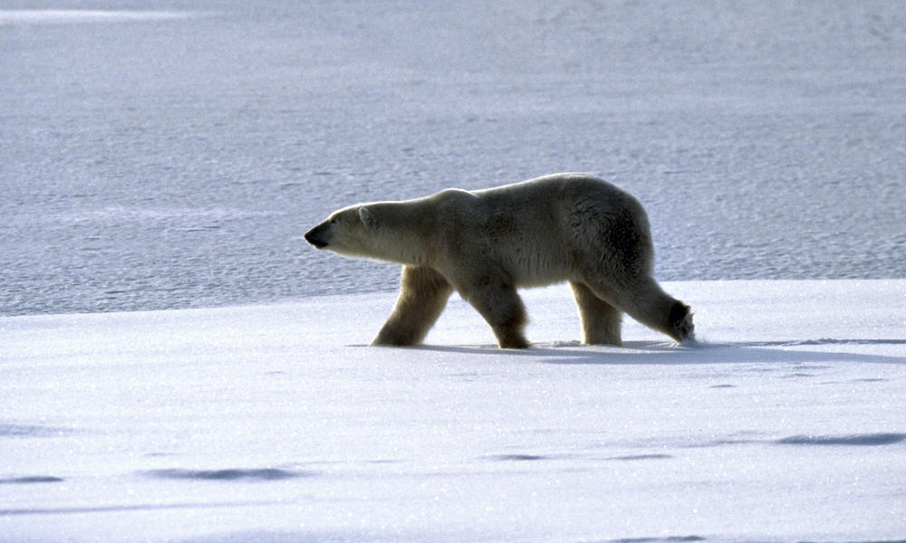 Polar Bear_Walking_Hero_Image_202701.jpg | Photos | WWF