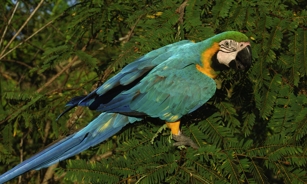 Help Protect The Amazon So Macaws And Other Wildlife Have A Place To Call Home Pages Wwf