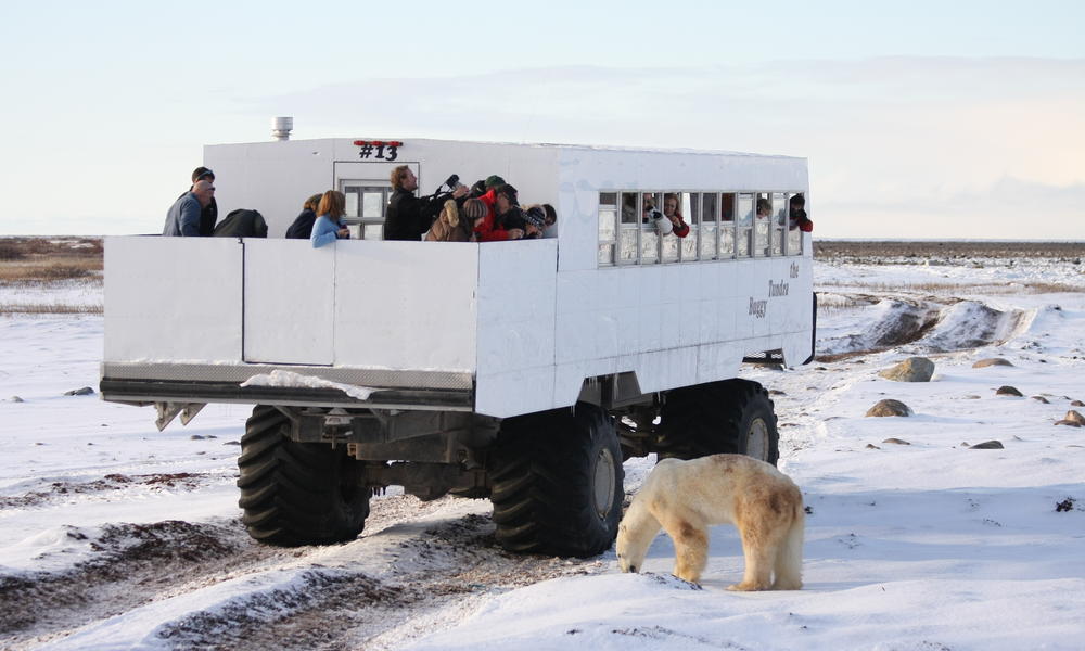 Polar bear