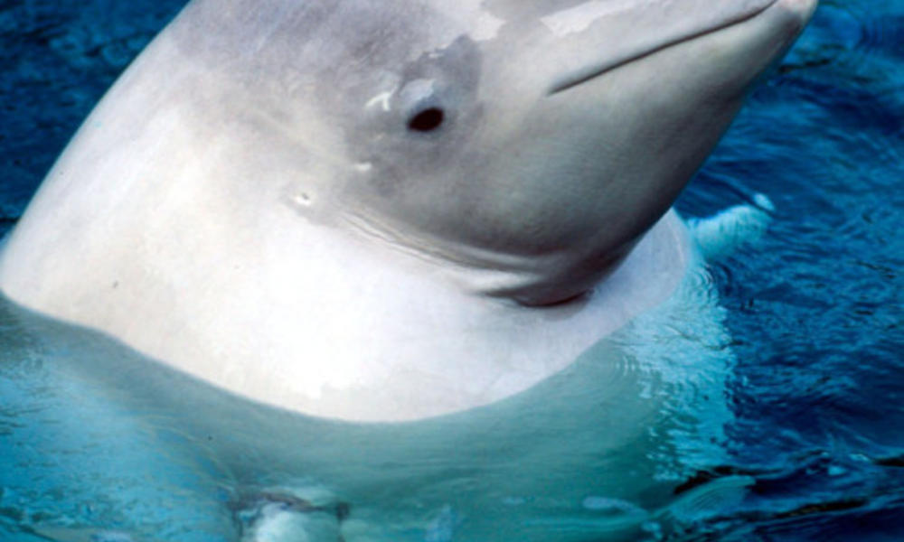 beluag whale