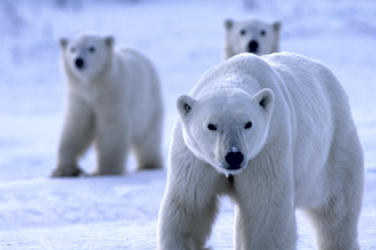 Polar bear threats image3 202798