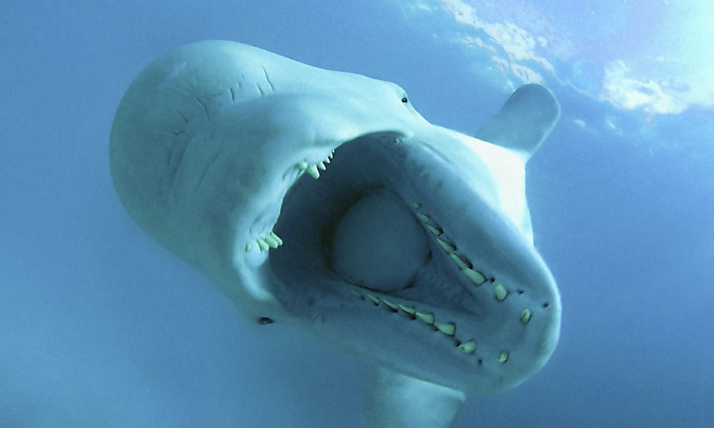 beluga whale