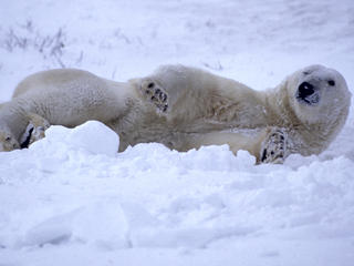 Polar bear