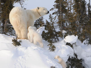 Polar bear and cubs