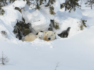 Polar bear and cub in den
