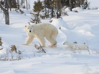 Cubs chasing mother polar bear