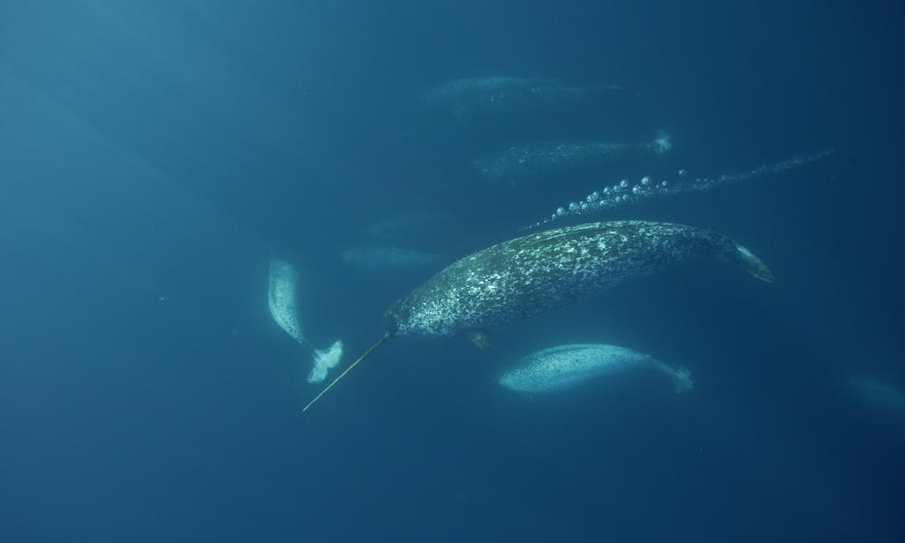 Narwhal