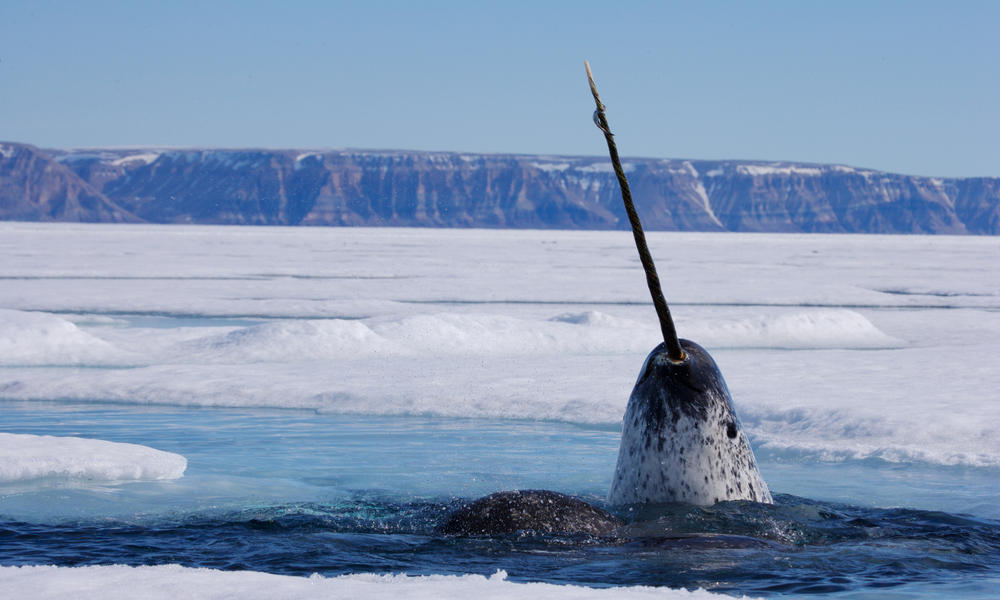 Narwhal